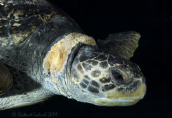 Green Sea Turtle-Kauai by Richard Goluch 